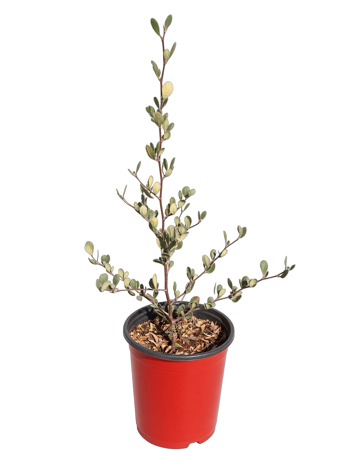 Cercocarpus Betuloides - Mountain Mahogany (1 Gallon)