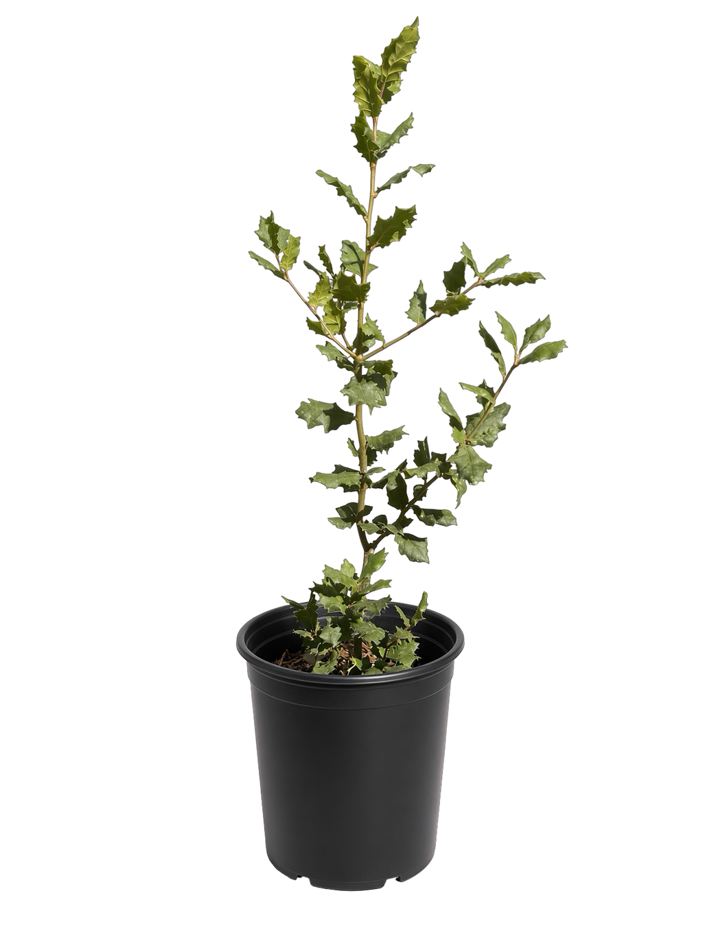 Quercus Agrifolia - Coast Live Oak (1 Gallon)
