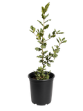 Quercus Agrifolia - Coast Live Oak (1 Gallon)