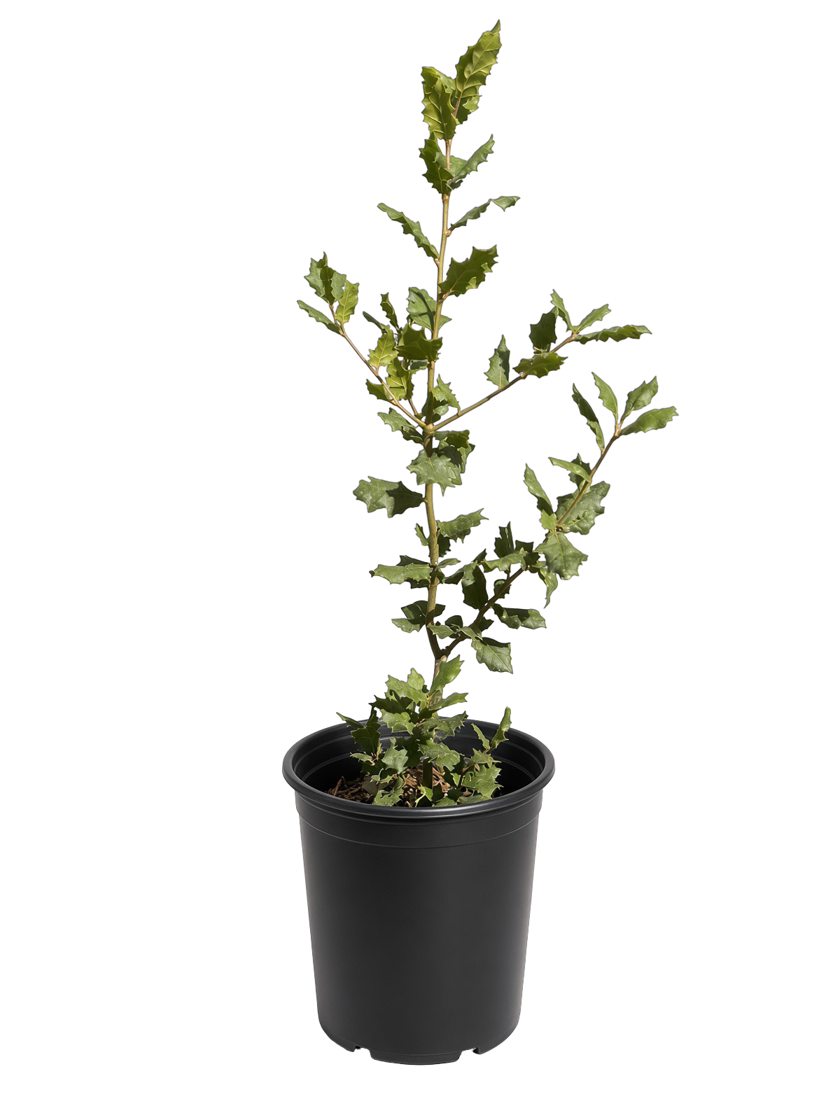 Quercus Agrifolia - Coast Live Oak (1 Gallon)