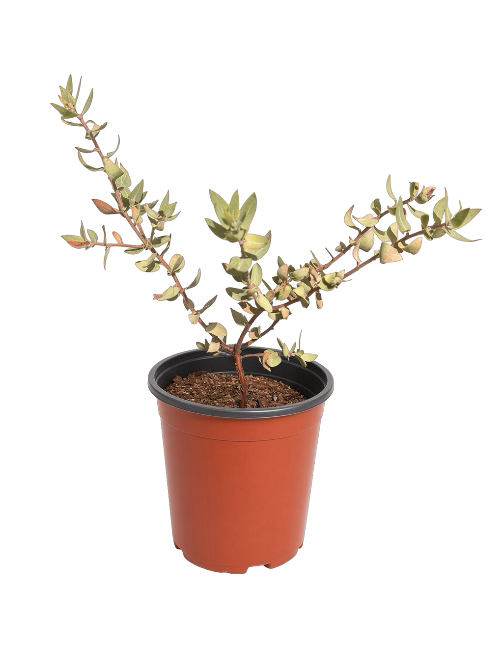 Arstostaphylos 'Lester Rowntree' Manzanita (1 Gallon)