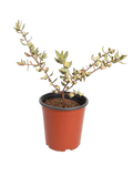 Arstostaphylos 'Lester Rowntree' Manzanita (1 Gallon)