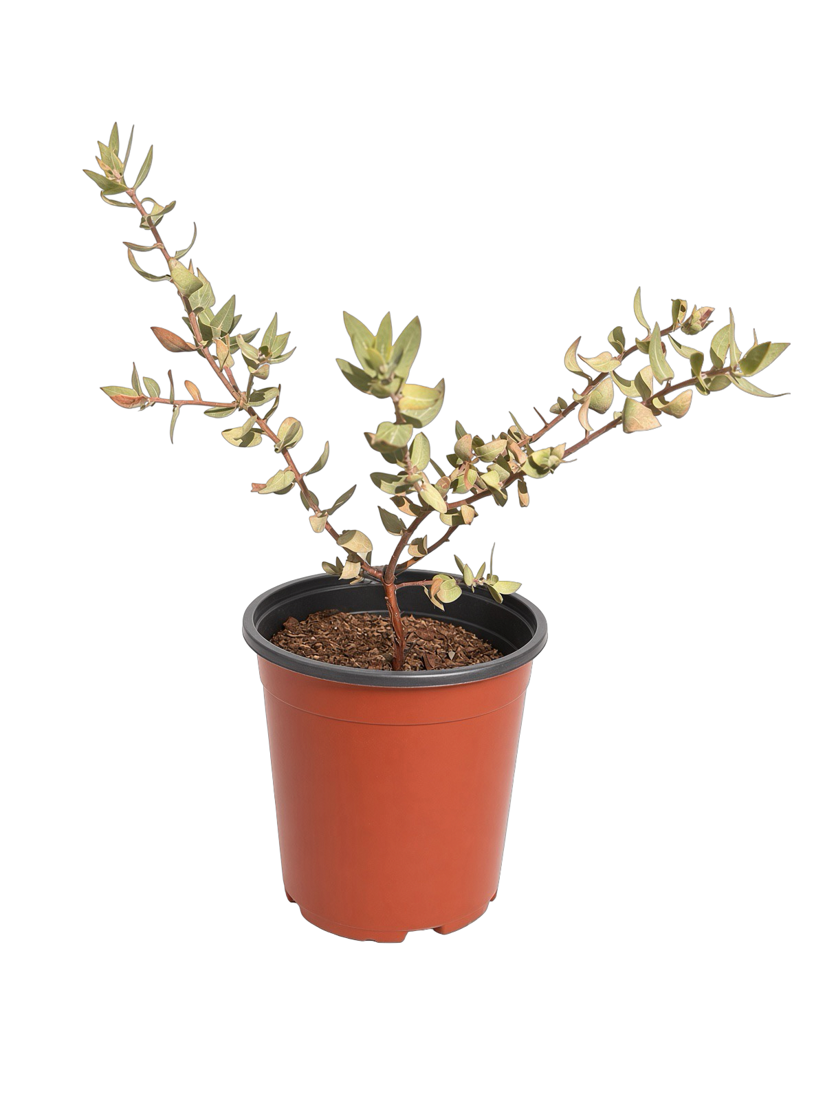Arstostaphylos 'Lester Rowntree' Manzanita (1 Gallon)