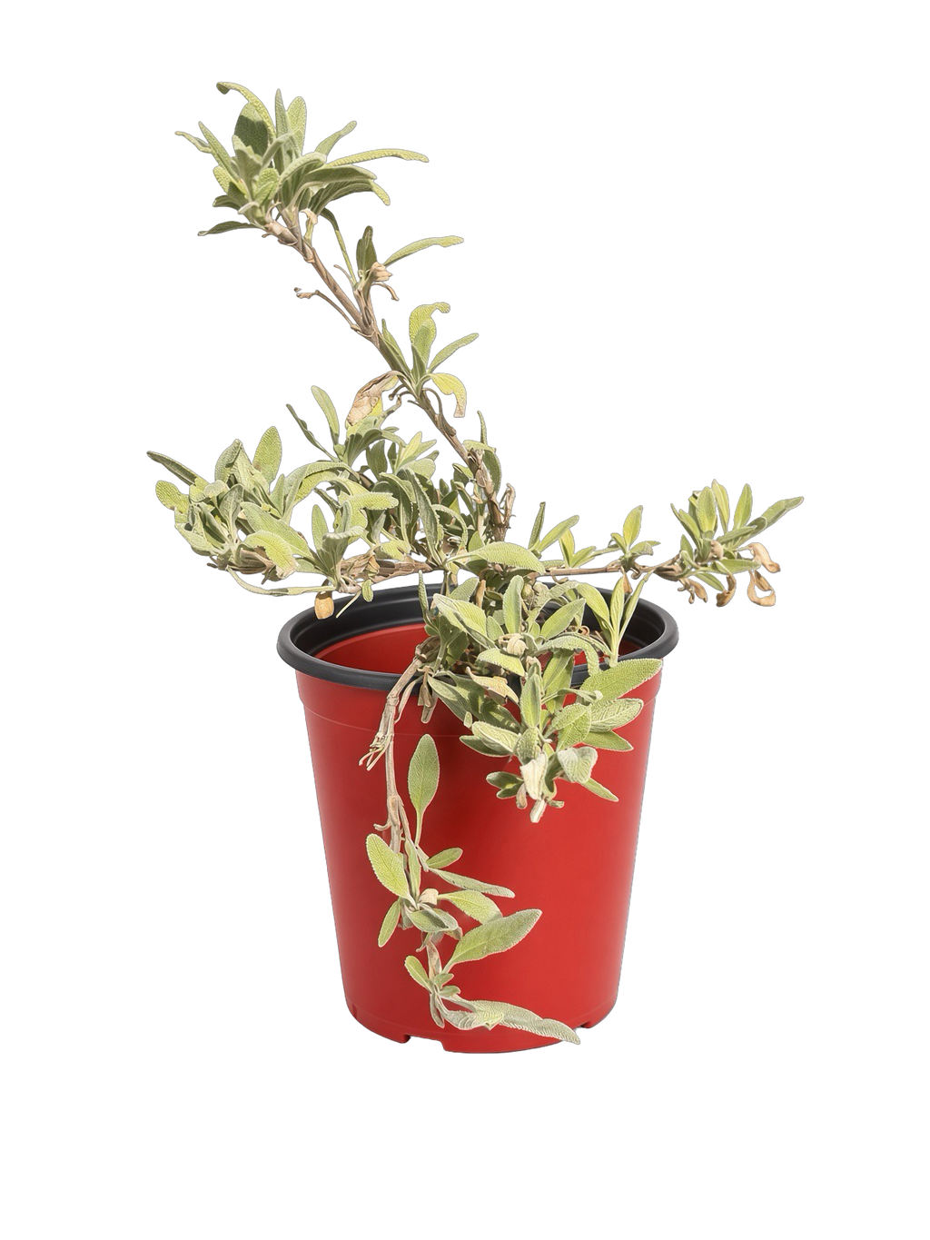 Salvia 'Bee's Bliss Sage' (1 Gallon)
