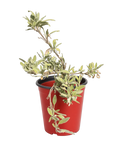 Salvia 'Bee's Bliss Sage' (1 Gallon)