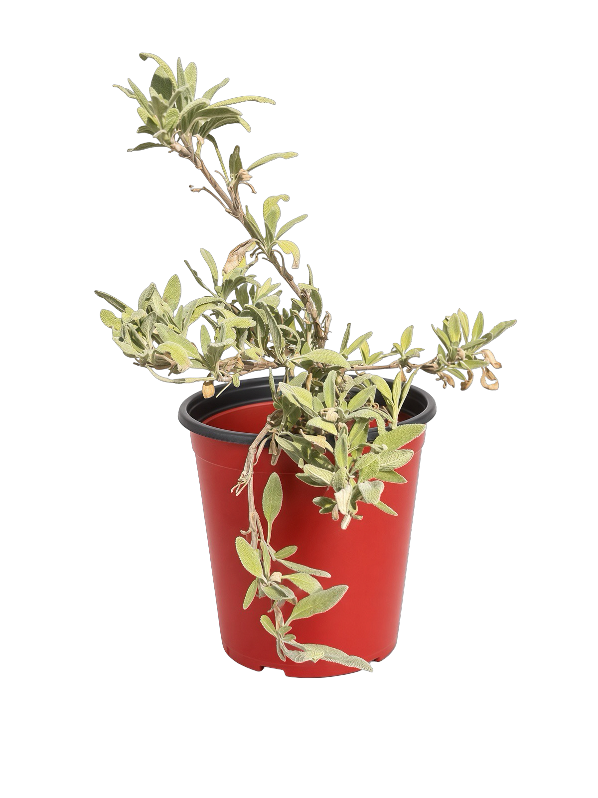 Salvia 'Bee's Bliss Sage' (1 Gallon)