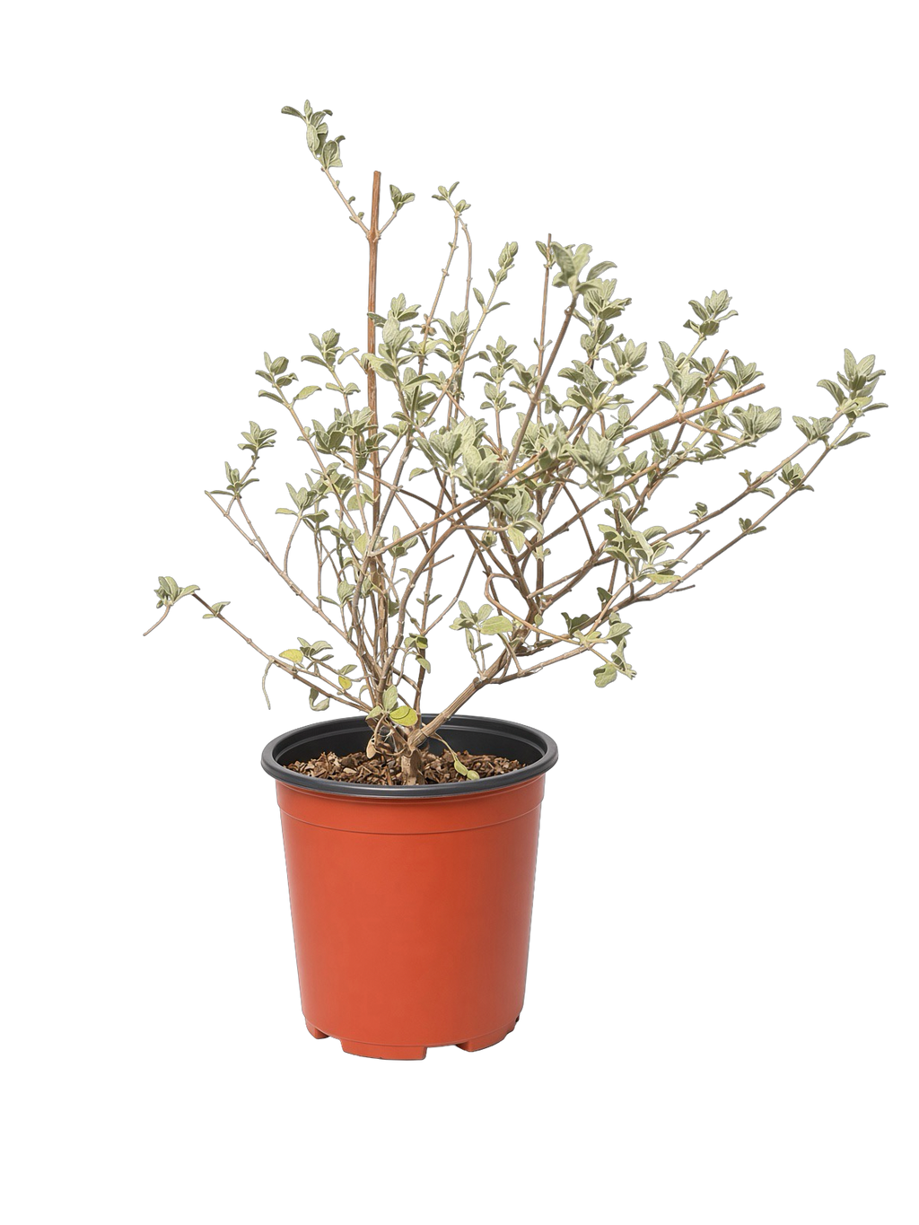 Condea Emoryi 'Desert Lavender' (1 Gallon)