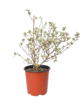 Condea Emoryi 'Desert Lavender' (1 Gallon)