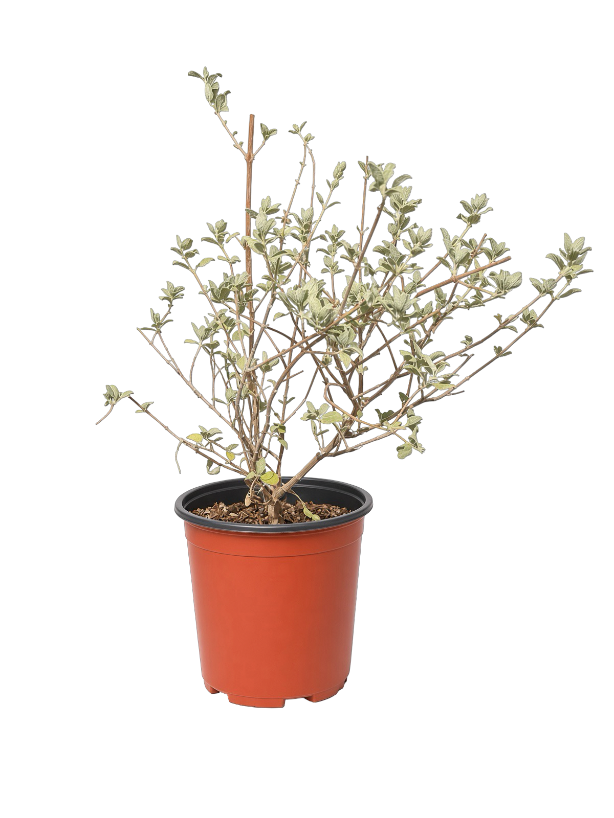 Condea Emoryi 'Desert Lavender' (1 Gallon)