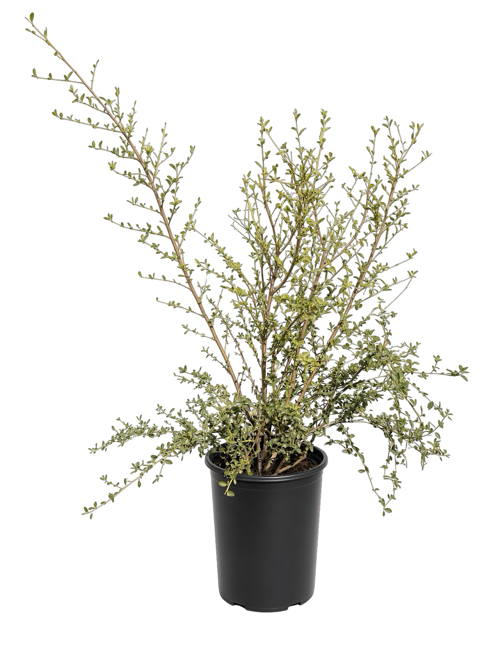 Ceanothus thyrsiflorus - California Lilac (5 Gallon)