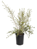 Ceanothus thyrsiflorus - California Lilac (5 Gallon)