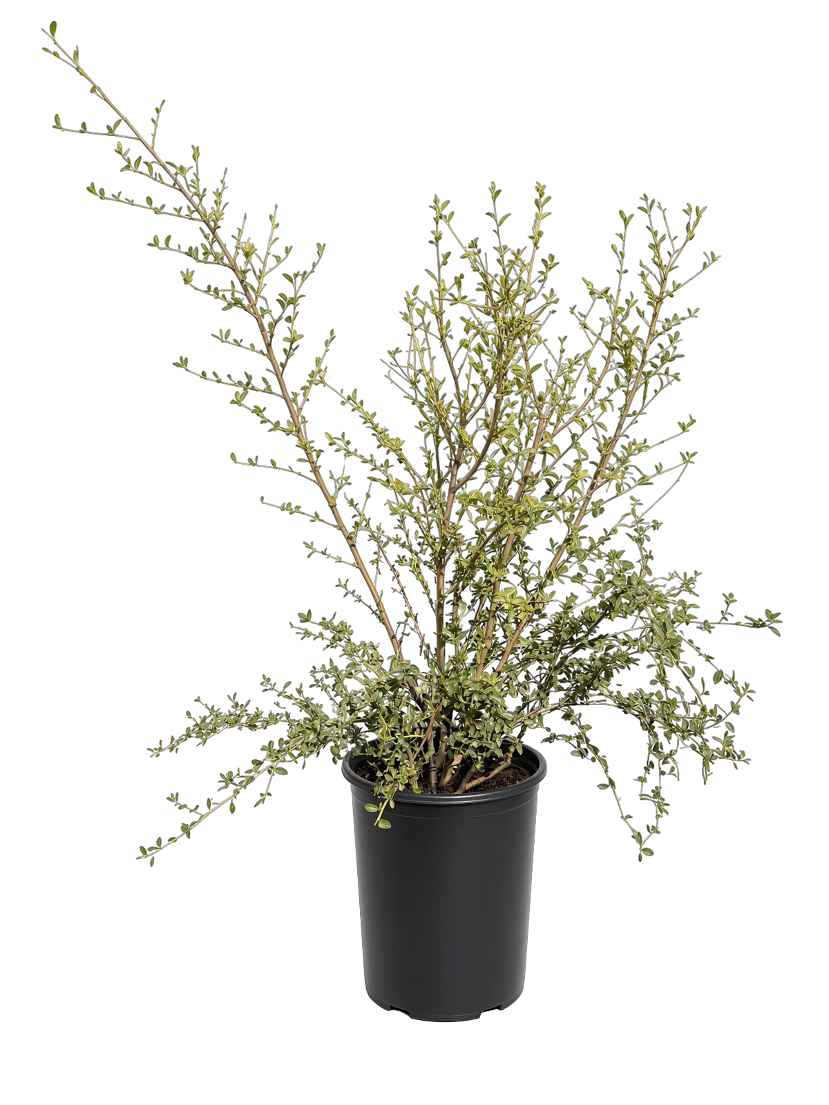 Ceanothus thyrsiflorus - California Lilac (5 Gallon)