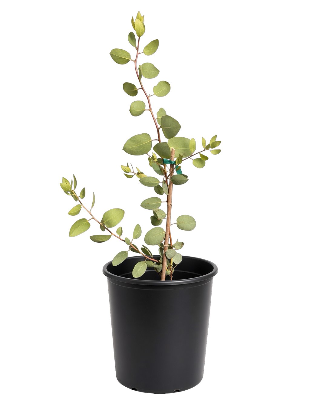 Arctostaphlos Glauca - Bigberry Manzanita (5 Gallon)