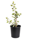 Arctostaphlos Glauca - Bigberry Manzanita (5 Gallon)