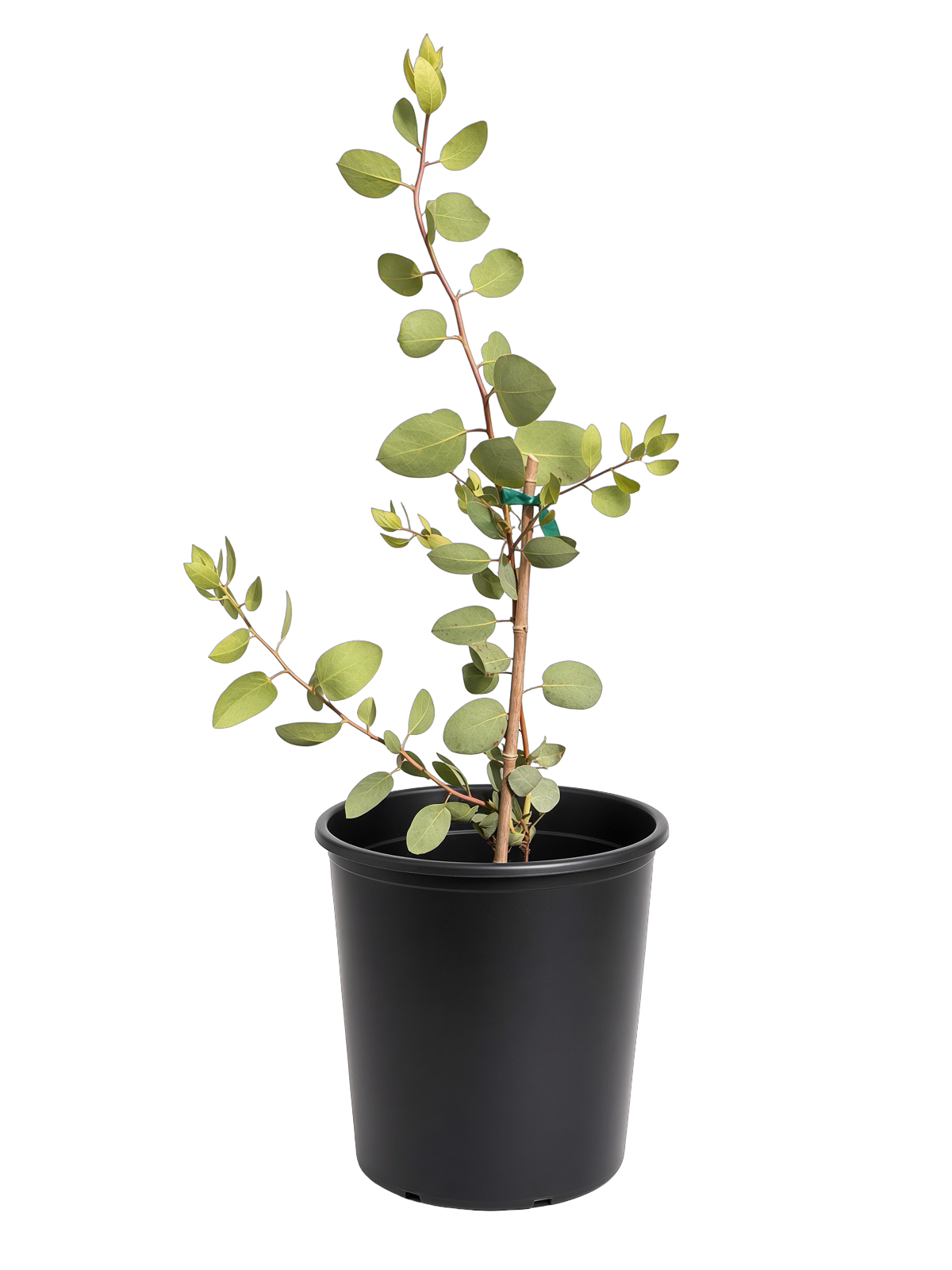 Arctostaphlos Glauca - Bigberry Manzanita (5 Gallon)