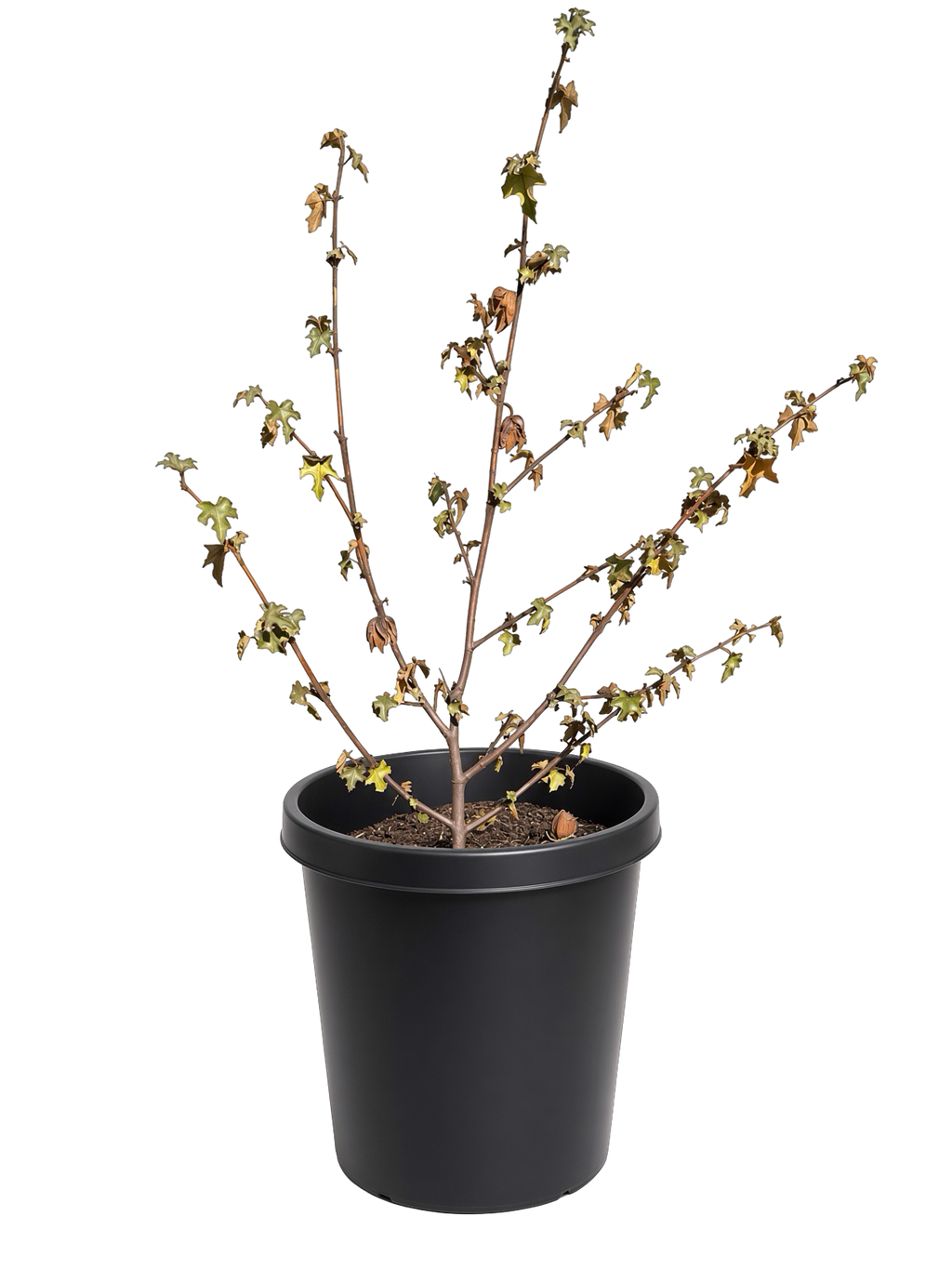 Fremontodendron 'California Glory' California flannel bush (15 Gallon)