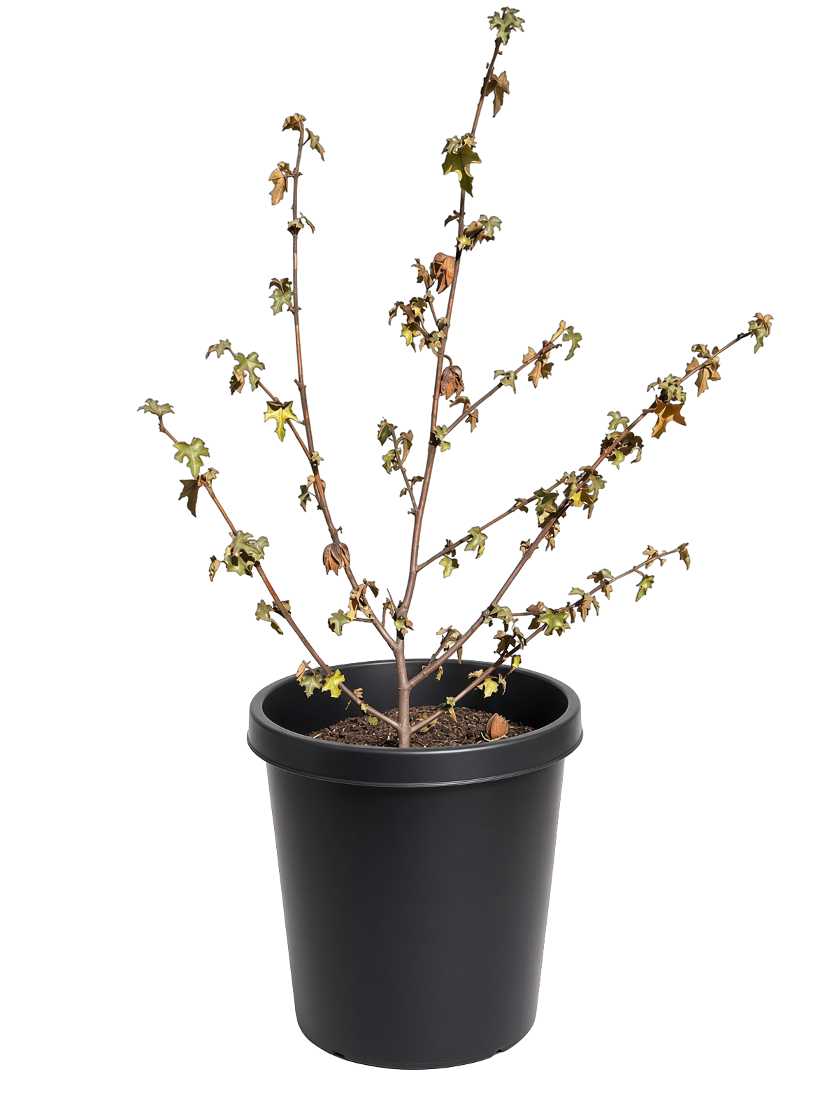 Fremontodendron 'California Glory' California flannel bush (15 Gallon)