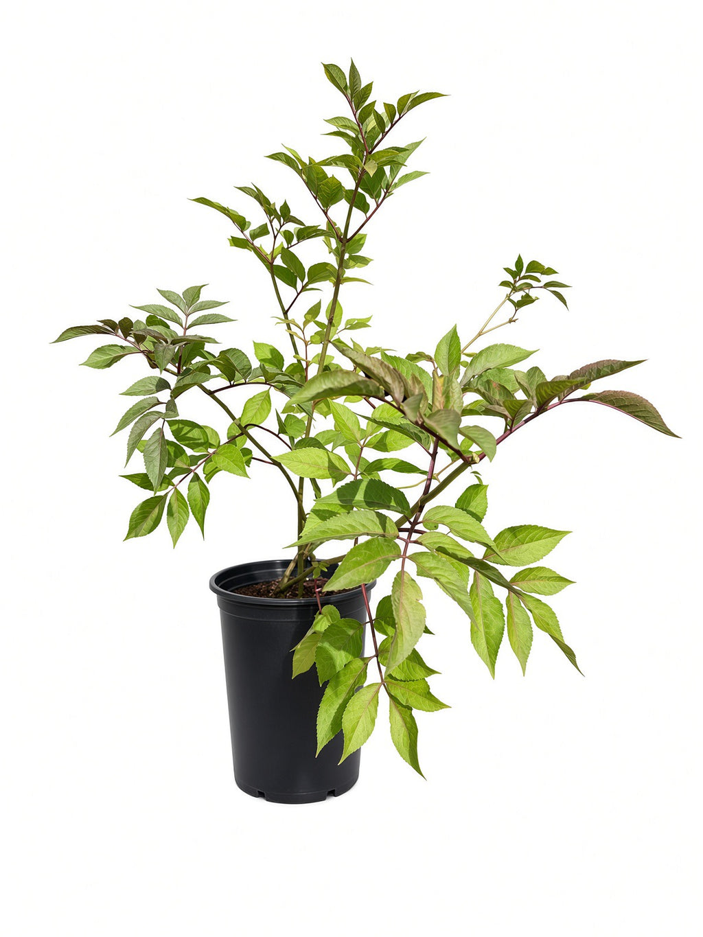Sambucus Nigra - Black Elderberry (5 Gallon)