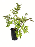 Sambucus Nigra - Black Elderberry (5 Gallon)