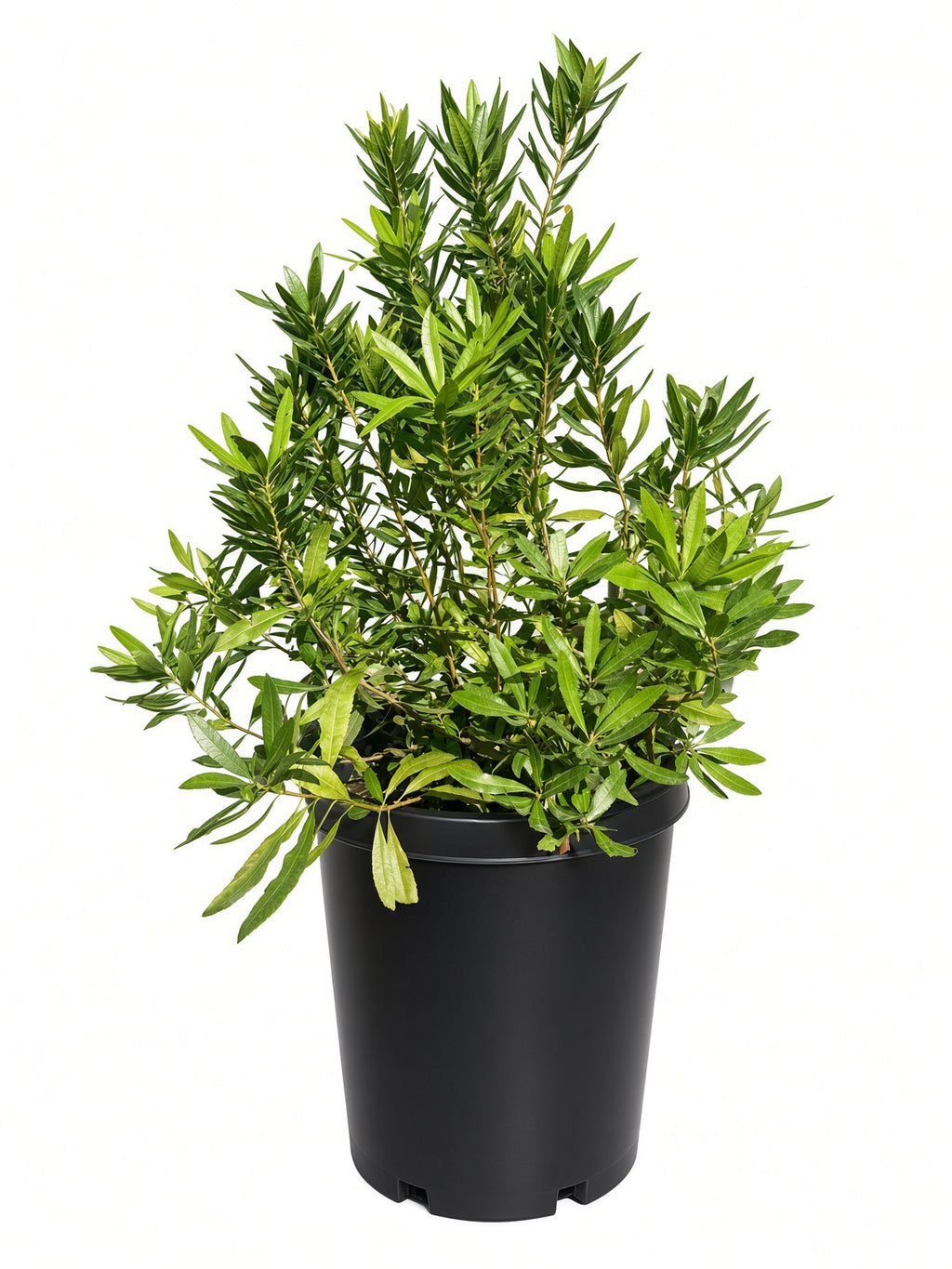 Myrica Californica - Pacific Wax Myrtle (15 Gallon)