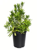 Myrica Californica - Pacific Wax Myrtle (15 Gallon)