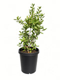 Heteromeles Arbutifolia - Toyon (15 Gallon)