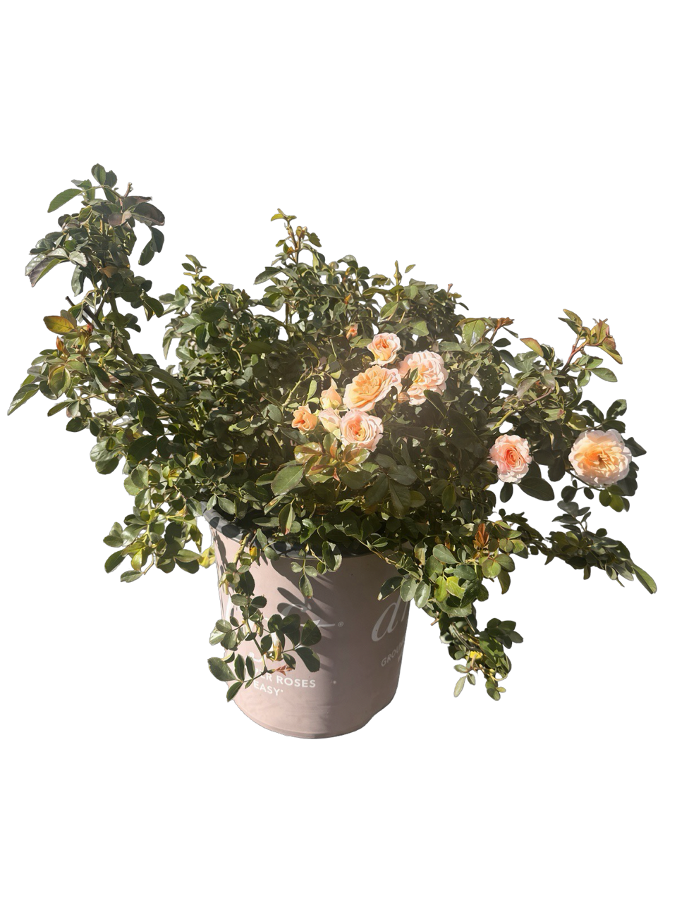 Apricot Drift® Groundcover Rose (2 Gallon)
