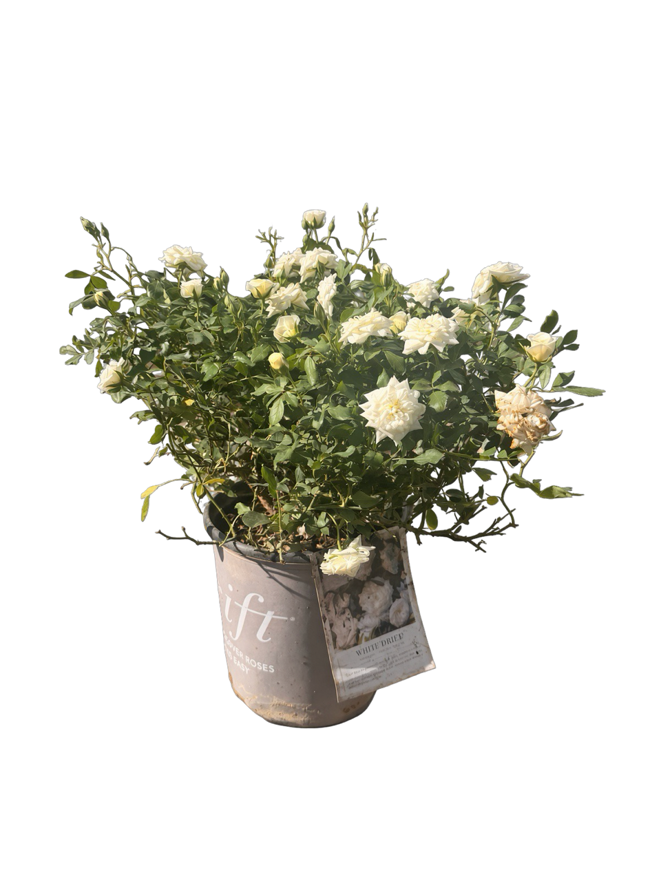 White Drift® Groundcover Rose (2 Gallon)
