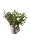 White Drift® Groundcover Rose (2 Gallon)
