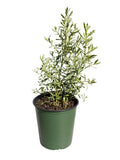 Broom Baccharis Sarothroides (1 Gallon)