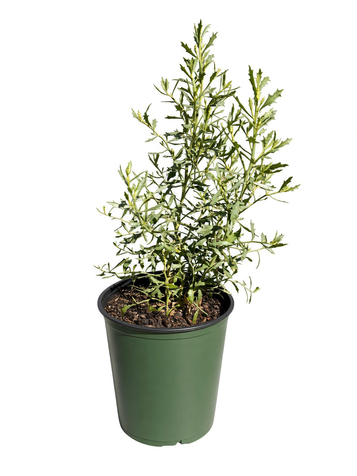 Broom Baccharis Sarothroides (1 Gallon)