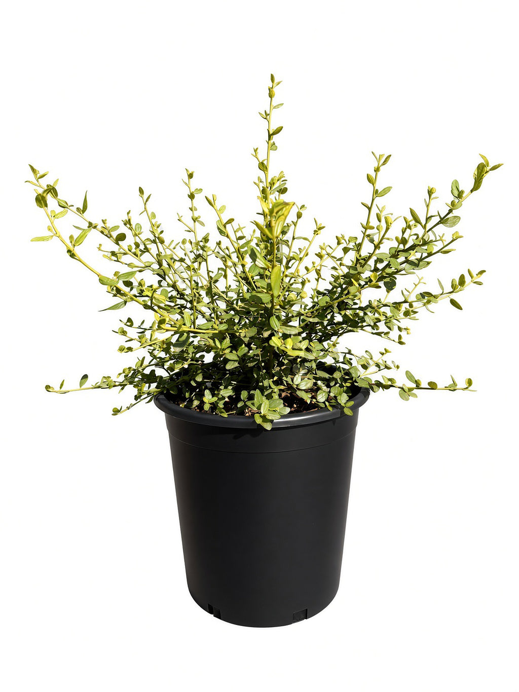 Ceanothus Thyrsiflorus 'Snow Flurry' (5 Gallon)