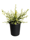 Ceanothus Thyrsiflorus 'Snow Flurry' (5 Gallon)