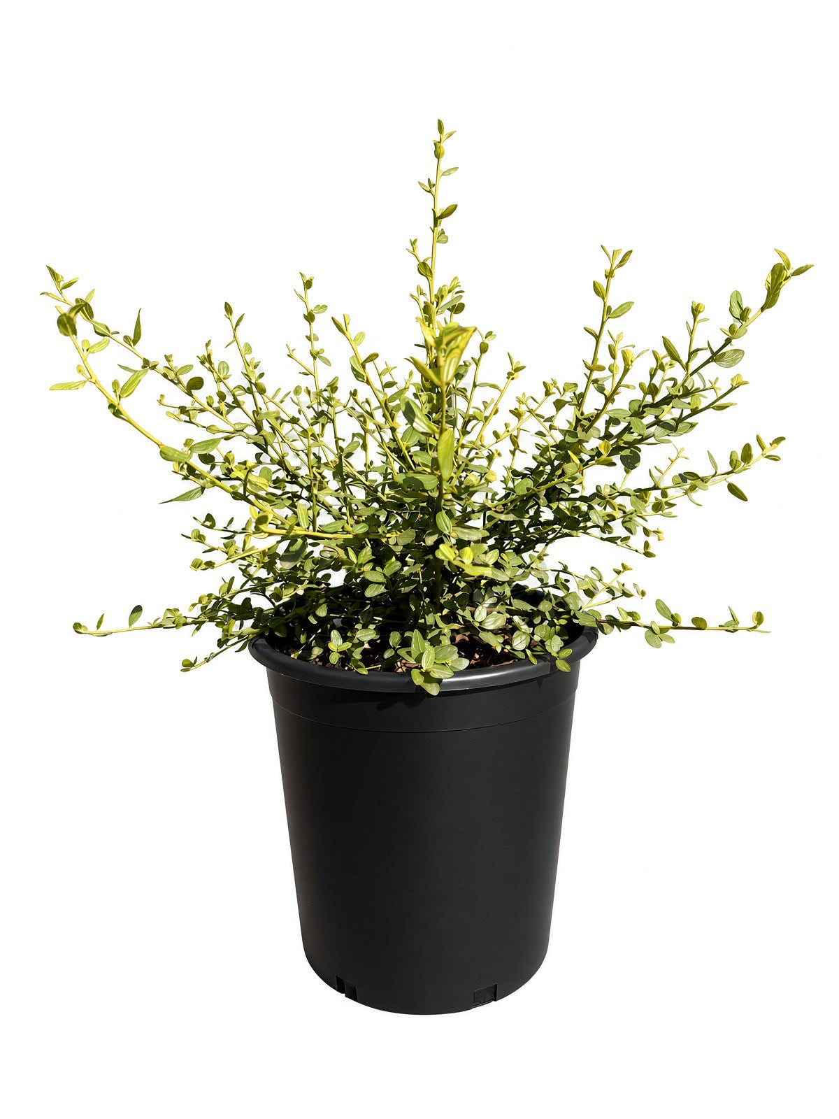 Ceanothus Thyrsiflorus 'Snow Flurry' (5 Gallon)