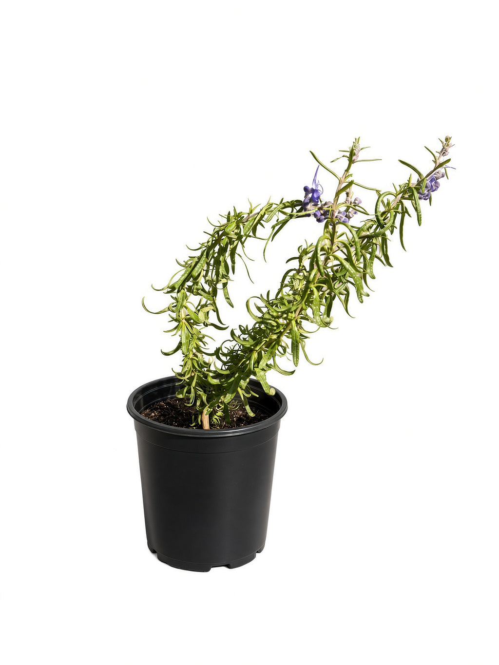 Trichostema lanatum - Woolly Blue Curls (1 Gallon)