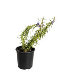 Trichostema lanatum - Woolly Blue Curls (1 Gallon)