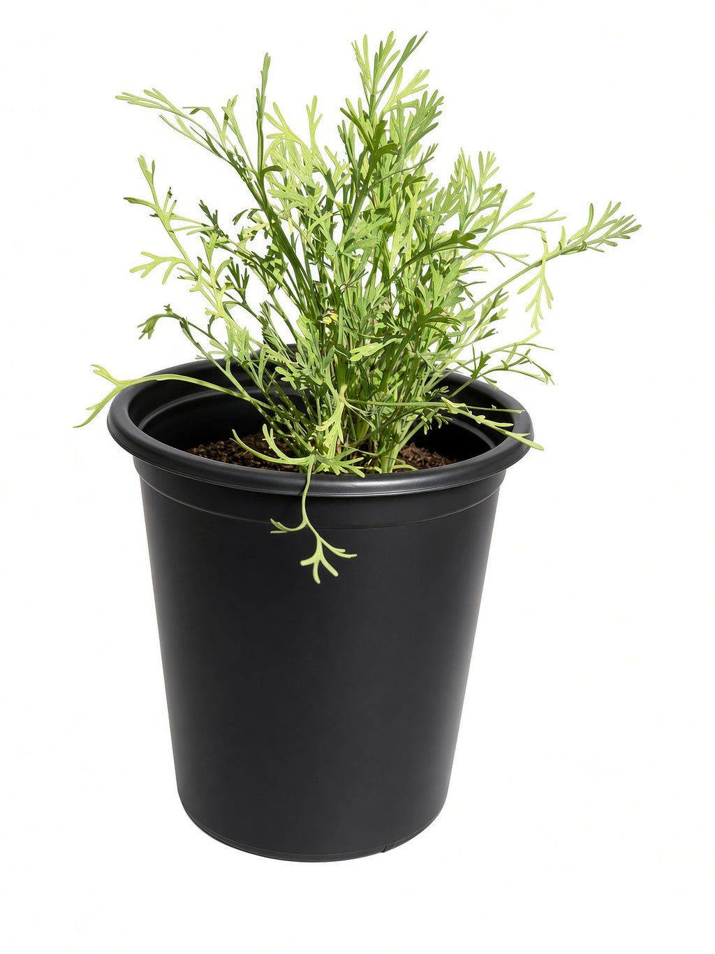 Eschscholzia Californica - California Poppy (1 Gallon)