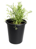 Eschscholzia Californica - California Poppy (1 Gallon)
