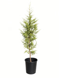 Hesperocyparis (Cupressus) macrocarpa (5 Gallon) Monterey Cypress