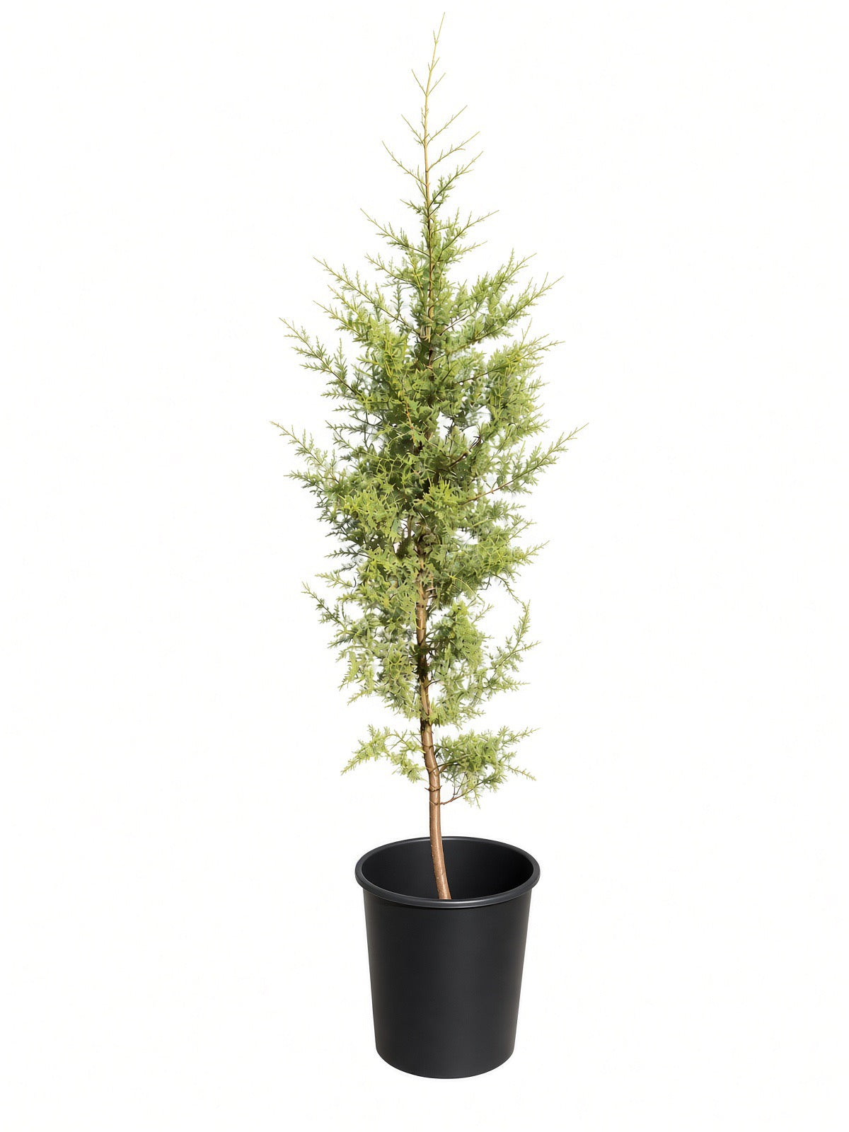 Hesperocyparis (Cupressus) macrocarpa (5 Gallon) Monterey Cypress