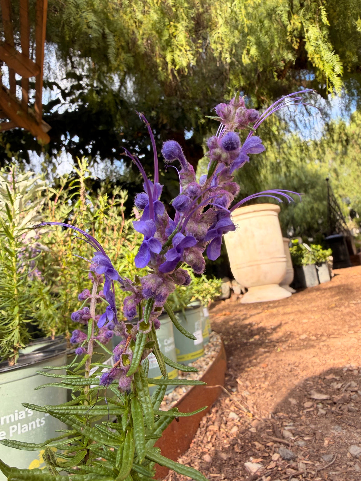 Trichostema lanatum - Woolly Blue Curls (1 Gallon)