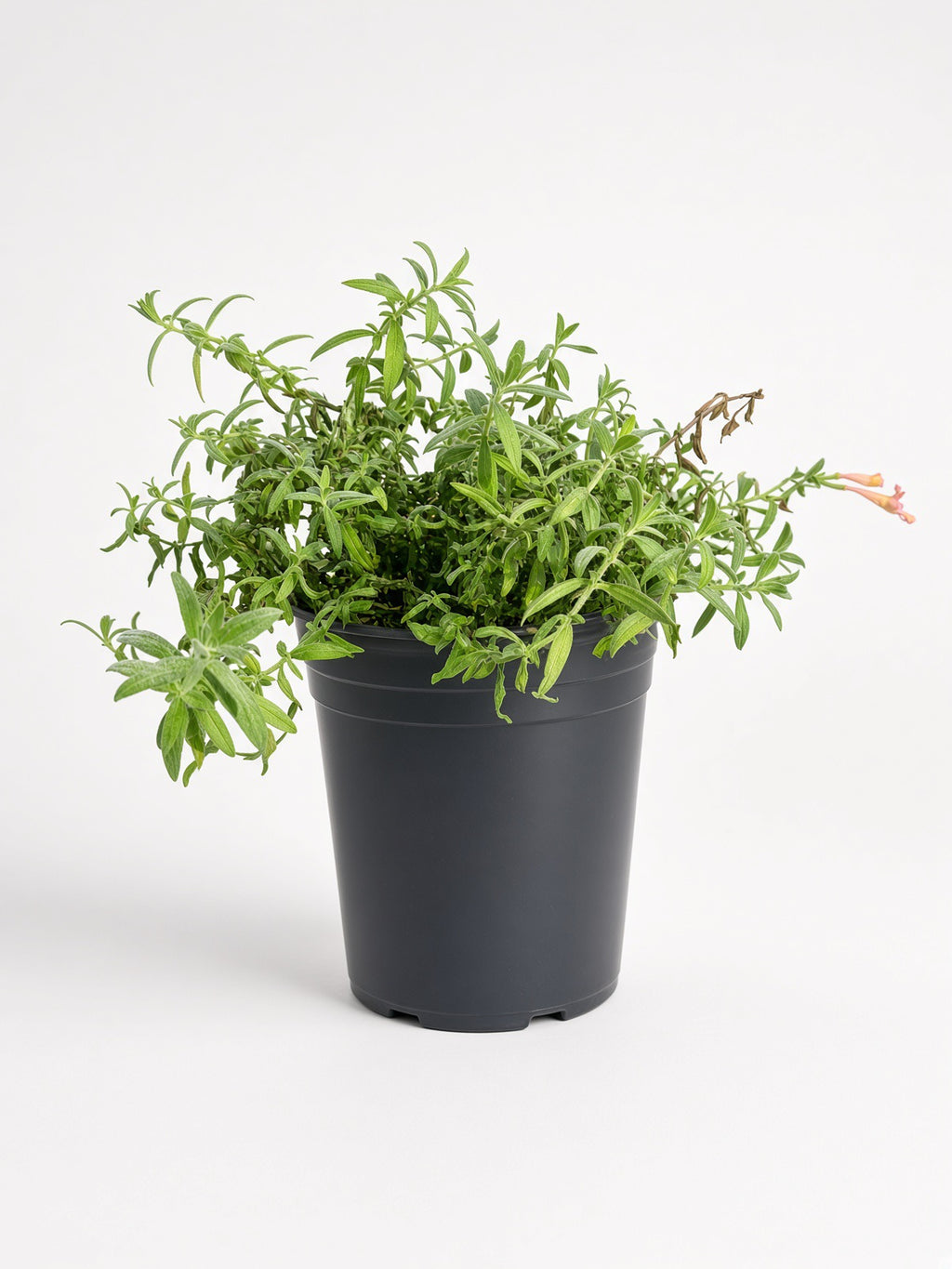 Epilobium canum 'Marin Pink' - California Fuchsia (1 Gallon)