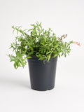 Epilobium canum 'Marin Pink' - California Fuchsia (1 Gallon)