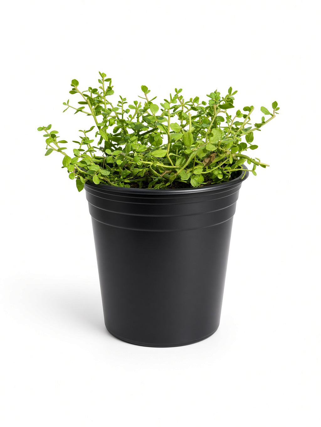 Baccharis pilularis ssp. pilularis 'Pigeon Point' (1 Gallon) Dwarf Coyote Brush