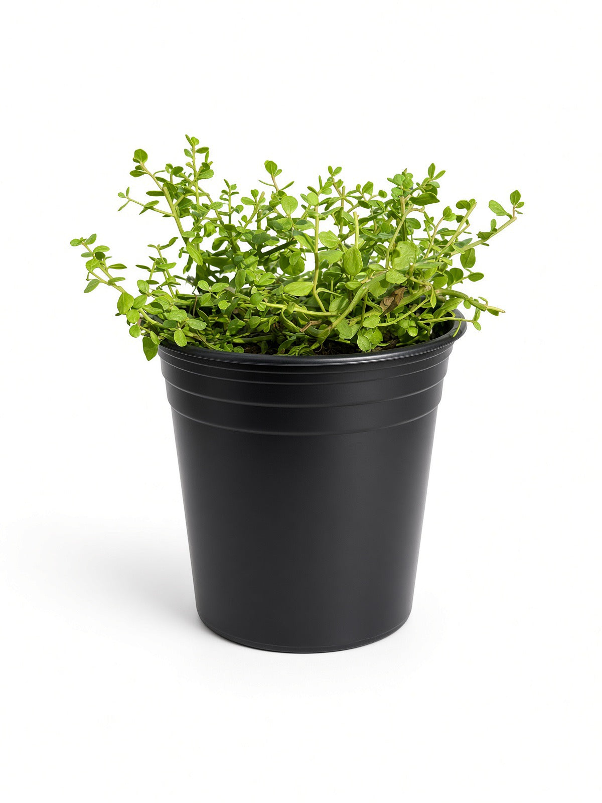 Baccharis pilularis ssp. pilularis 'Pigeon Point' (1 Gallon) Dwarf Coyote Brush