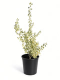 Atriplex lentiformis ssp breweri (5 Gallon) Quailbush
