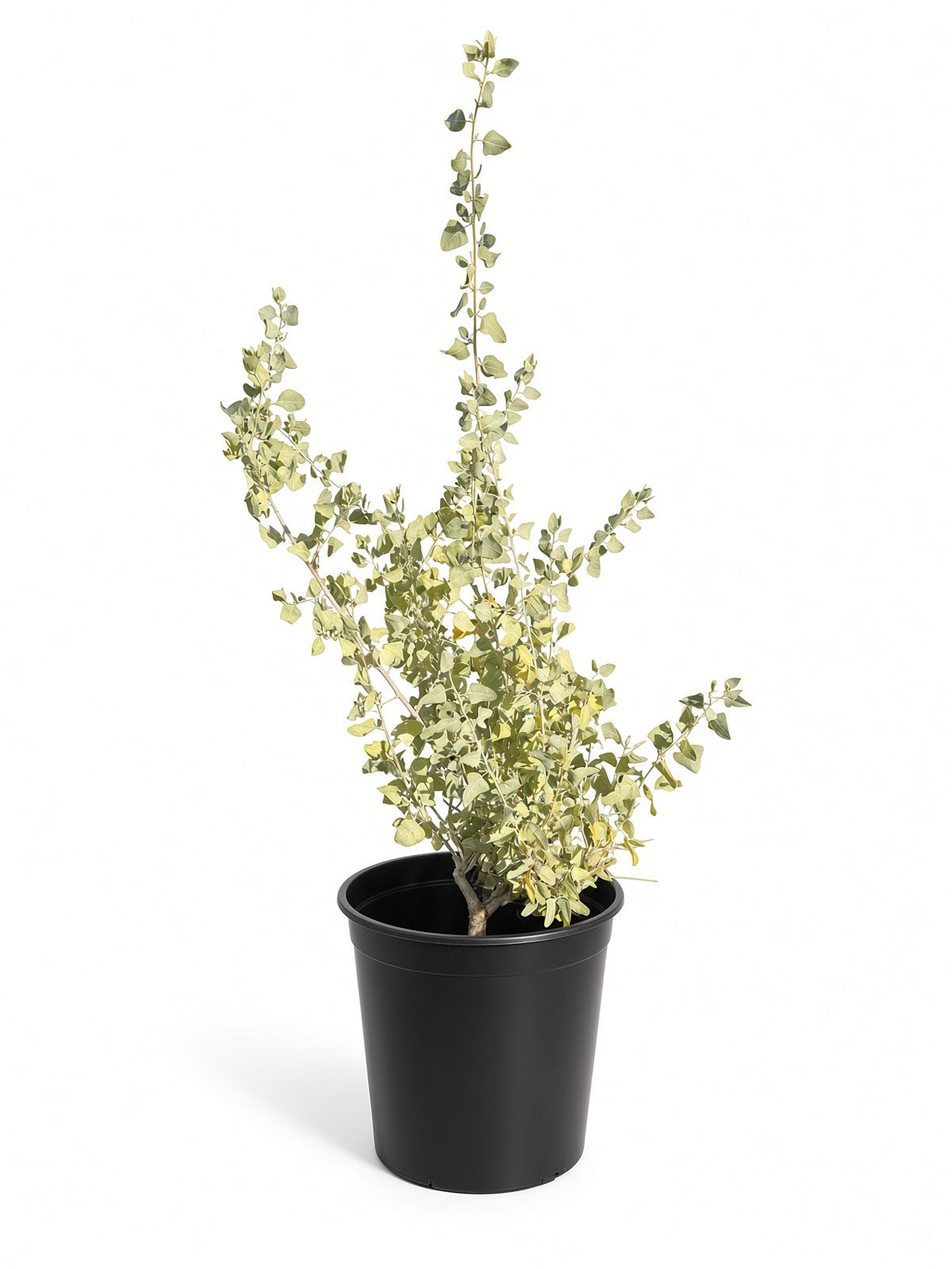 Atriplex lentiformis ssp breweri (5 Gallon) Quailbush