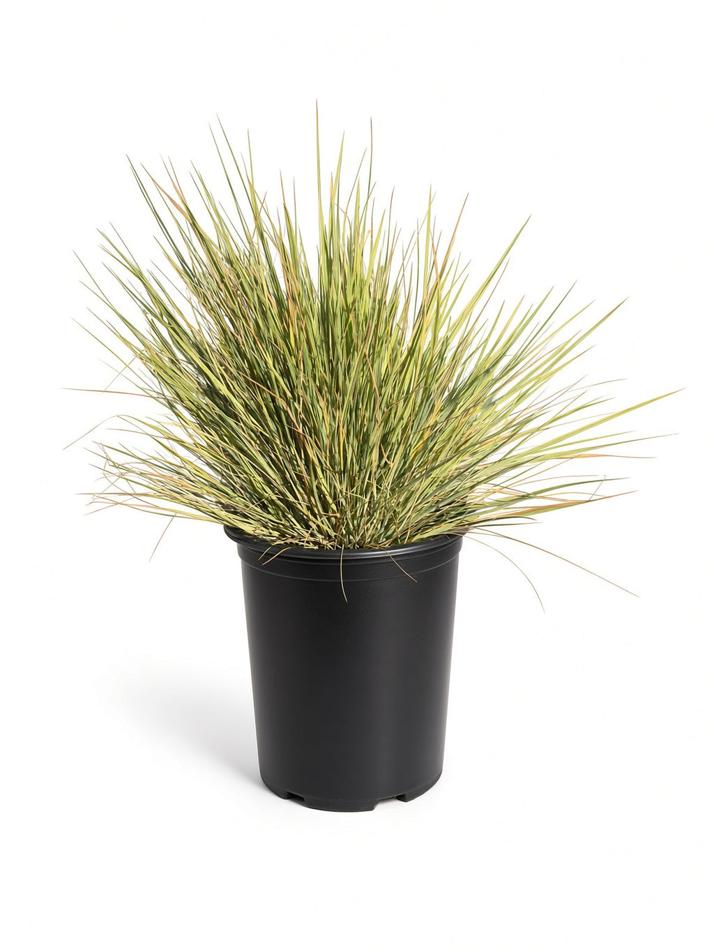Festuca californica - California Fescue (5 Gallon)