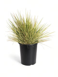 Festuca californica - California Fescue (5 Gallon)