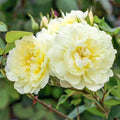 Imogen® English Rose (5 Gallon)